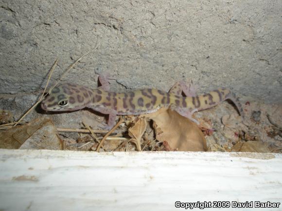 Desert Banded Gecko (Coleonyx variegatus variegatus)