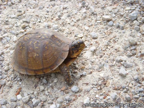 Three-toed Box Turtle (Terrapene carolina triunguis)