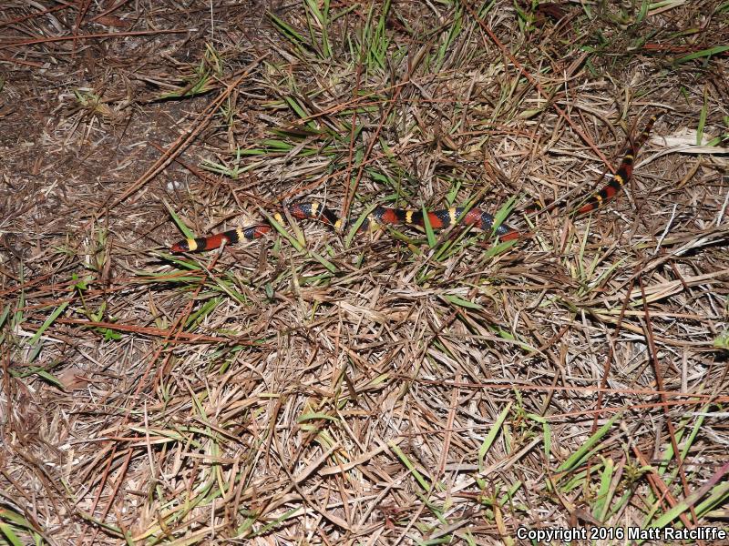 Scarlet Kingsnake (Lampropeltis triangulum elapsoides)