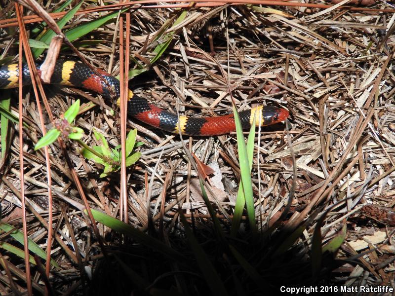 Scarlet Kingsnake (Lampropeltis triangulum elapsoides)