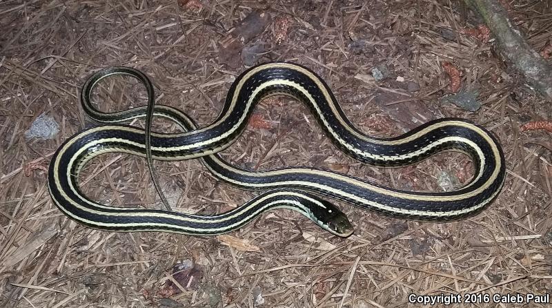 Gulf Coast Ribbonsnake (Thamnophis proximus rutiloris)