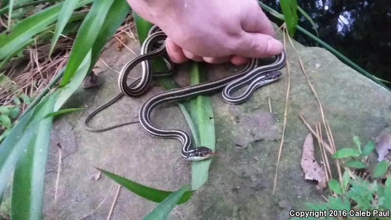 Gulf Coast Ribbonsnake (Thamnophis proximus rutiloris)