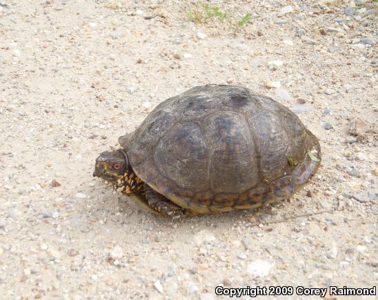 Three-toed Box Turtle (Terrapene carolina triunguis)