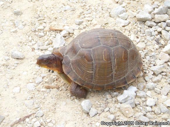 Three-toed Box Turtle (Terrapene carolina triunguis)