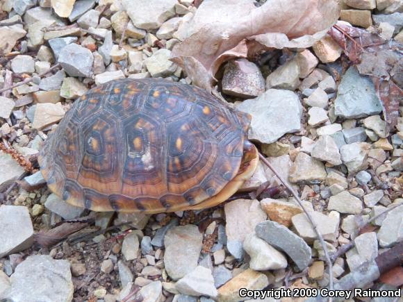 Eastern Box Turtle (Terrapene carolina)