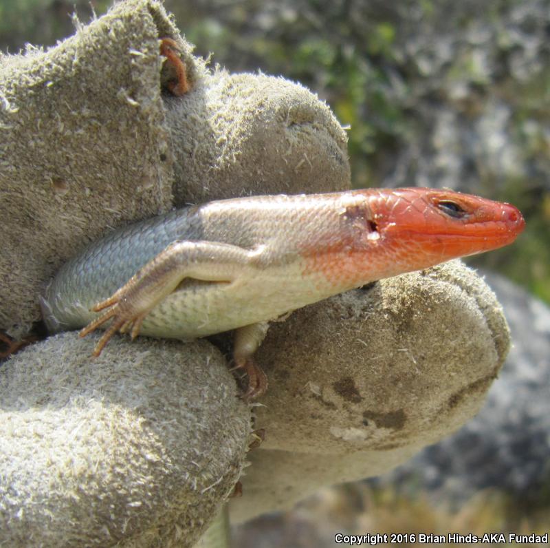 Greater Brown Skink (Plestiodon gilberti gilberti)