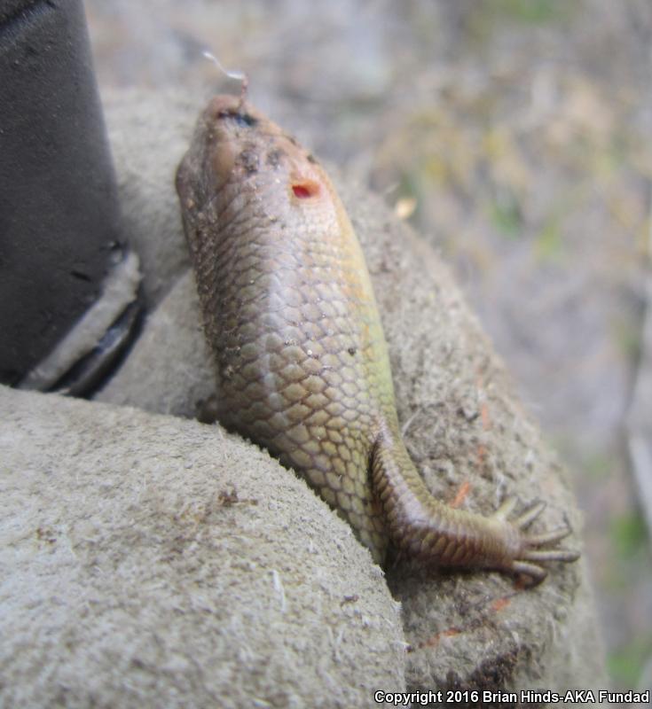 Greater Brown Skink (Plestiodon gilberti gilberti)