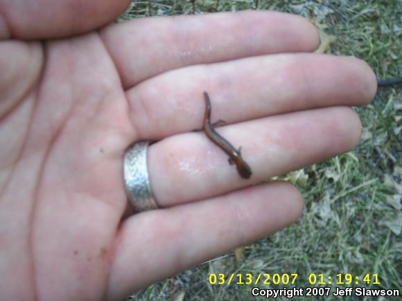 Eastern Red-backed Salamander (Plethodon cinereus)