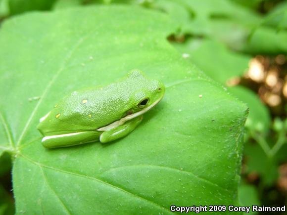 Green Treefrog (Hyla cinerea)