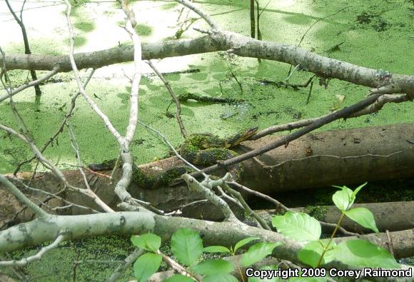 Broad-banded Watersnake (Nerodia fasciata confluens)