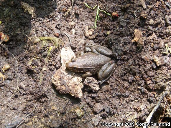 Bronze Frog (Lithobates clamitans clamitans)