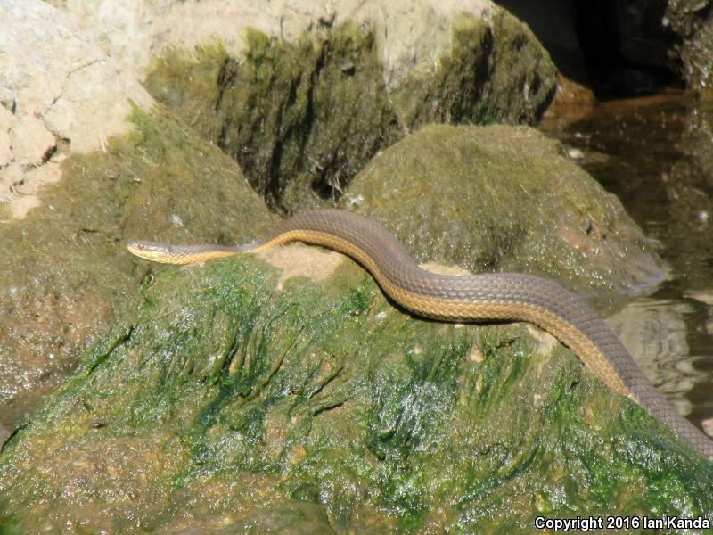 Graham's Crayfish Snake (Regina grahamii)