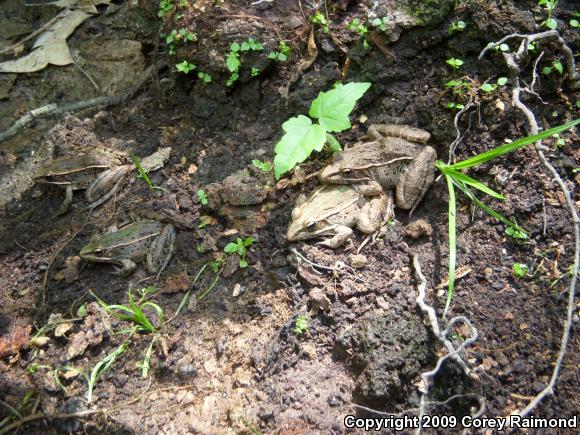 Southern Leopard Frog (Lithobates sphenocephalus utricularius)