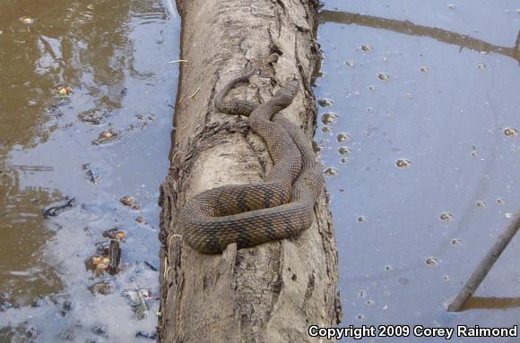 Diamond-backed Watersnake (Nerodia rhombifer rhombifer)