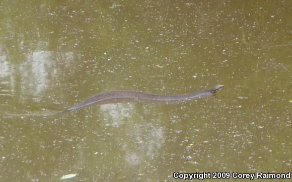 Western Cottonmouth (Agkistrodon piscivorus leucostoma)