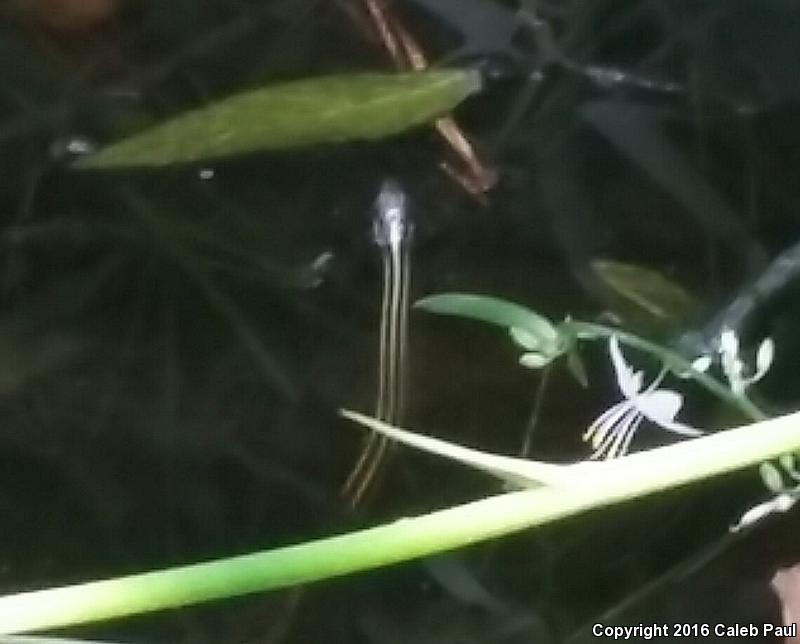 Gulf Coast Ribbonsnake (Thamnophis proximus rutiloris)