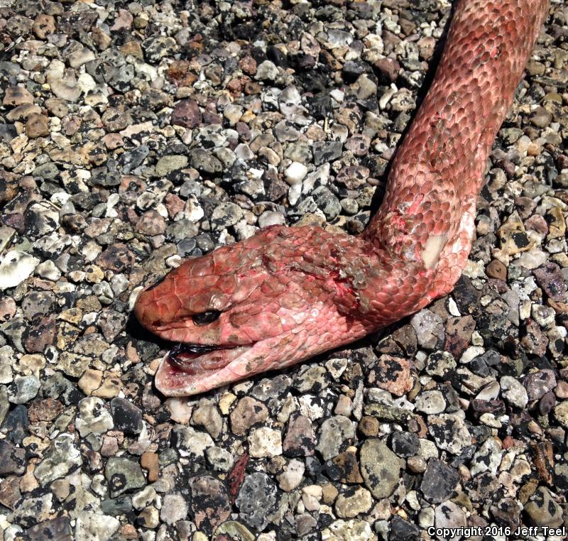 Sonoran Coachwhip (Coluber flagellum cingulum)