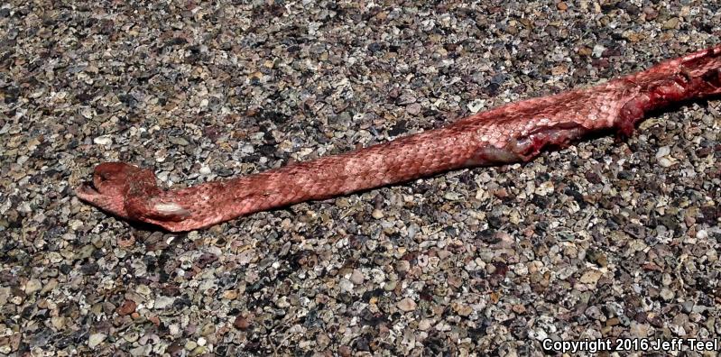 Sonoran Coachwhip (Coluber flagellum cingulum)