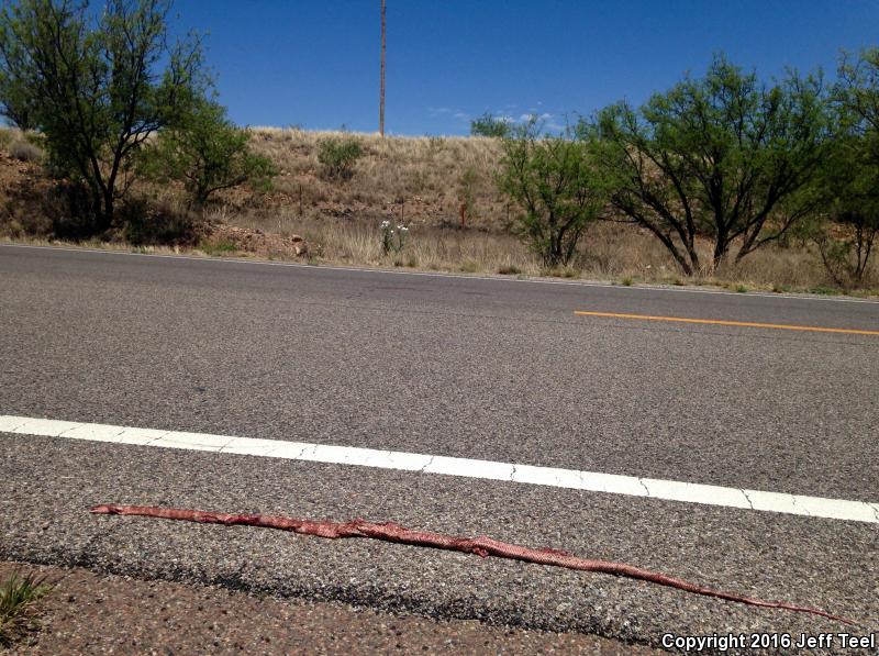 Sonoran Coachwhip (Coluber flagellum cingulum)