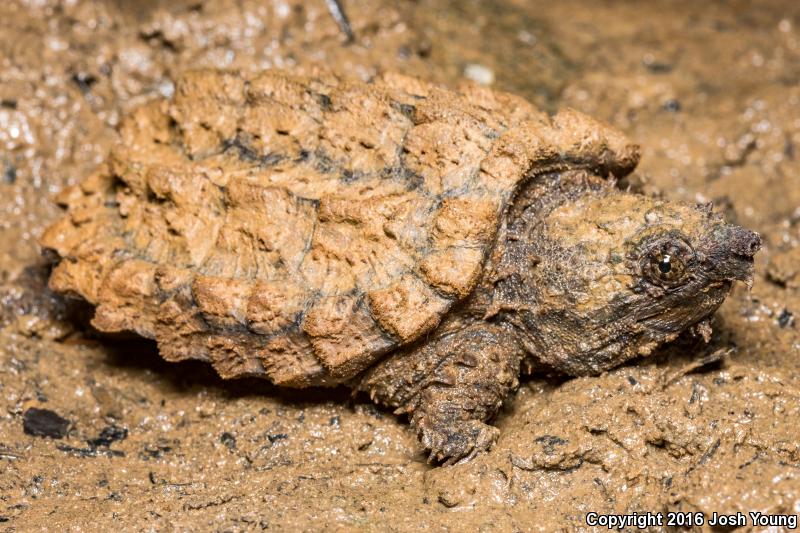 Alligator Snapping Turtle (Macrochelys temminckii)