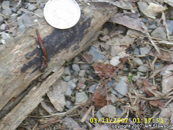 Eastern Red-backed Salamander (Plethodon cinereus)