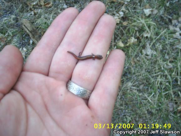 Eastern Red-backed Salamander (Plethodon cinereus)