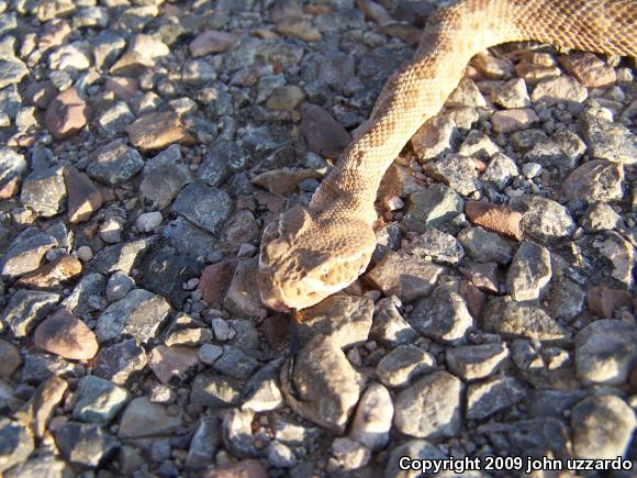 Prairie Rattlesnake (Crotalus viridis viridis)