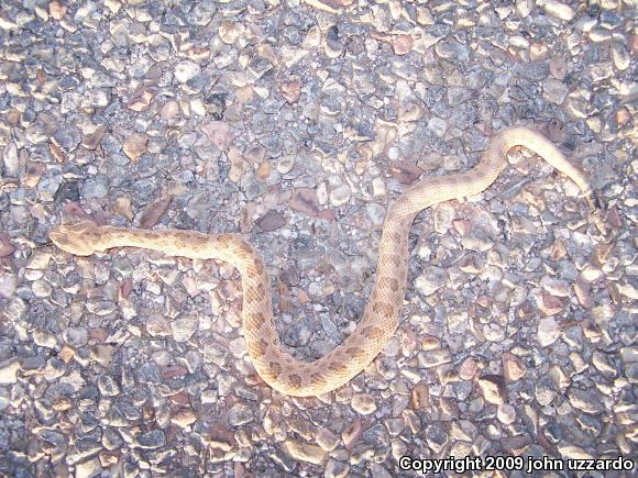 Prairie Rattlesnake (Crotalus viridis viridis)