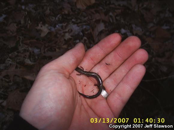 Eastern Red-backed Salamander (Plethodon cinereus)