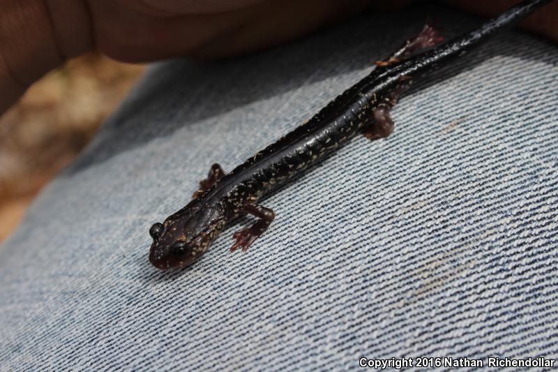 Cow Knob Salamander (Plethodon punctatus)