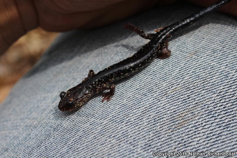 Cow Knob Salamander (Plethodon punctatus)