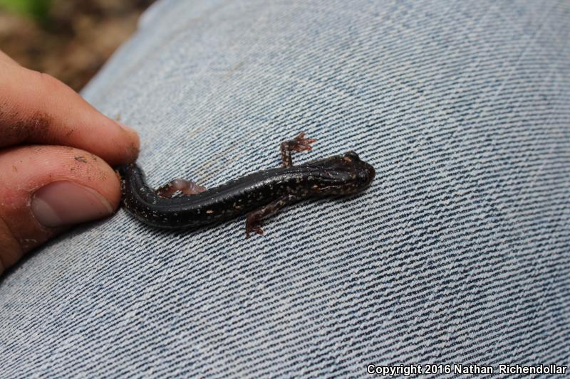 Cow Knob Salamander (Plethodon punctatus)