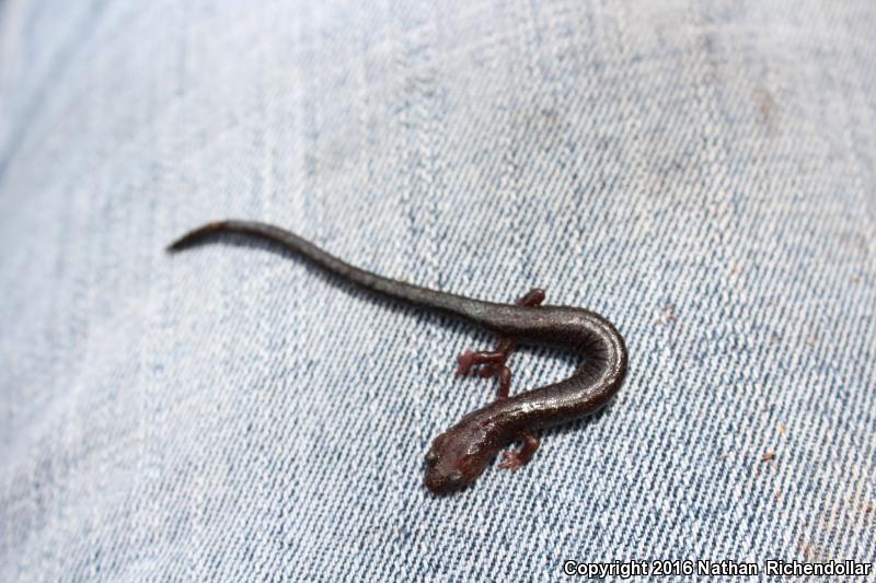 Shenandoah Mountain Salamander (Plethodon virginia)