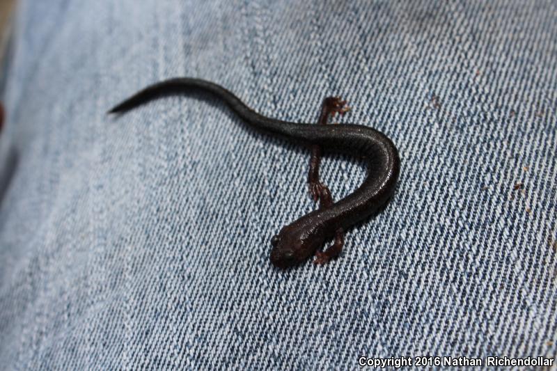 Shenandoah Mountain Salamander (Plethodon virginia)