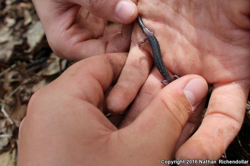 Shenandoah Mountain Salamander (Plethodon virginia)