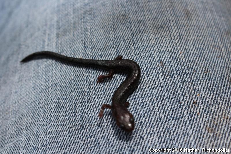 Shenandoah Mountain Salamander (Plethodon virginia)