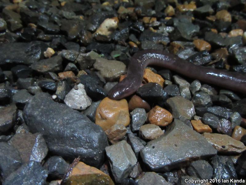 Three-toed Amphiuma (Amphiuma tridactylum)