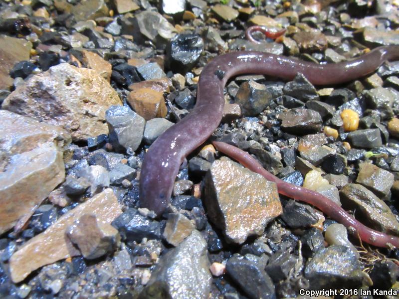 Three-toed Amphiuma (Amphiuma tridactylum)