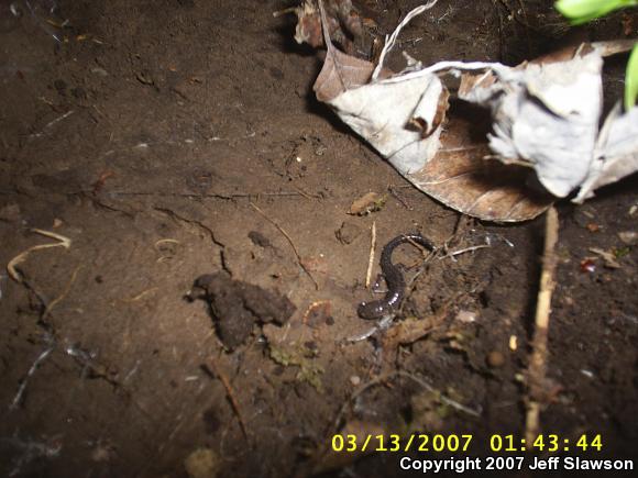 Eastern Red-backed Salamander (Plethodon cinereus)