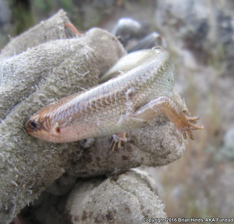 Greater Brown Skink (Plestiodon gilberti gilberti)