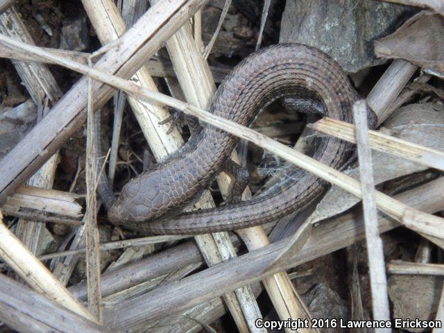 Shasta Alligator Lizard (Elgaria coerulea shastensis)