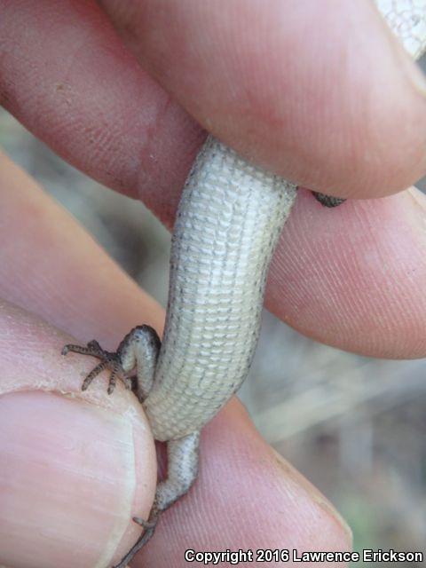 Shasta Alligator Lizard (Elgaria coerulea shastensis)