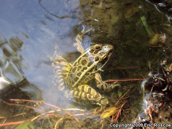 Pickerel Frog (Lithobates palustris)