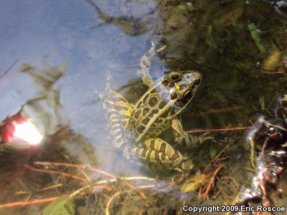 Pickerel Frog (Lithobates palustris)