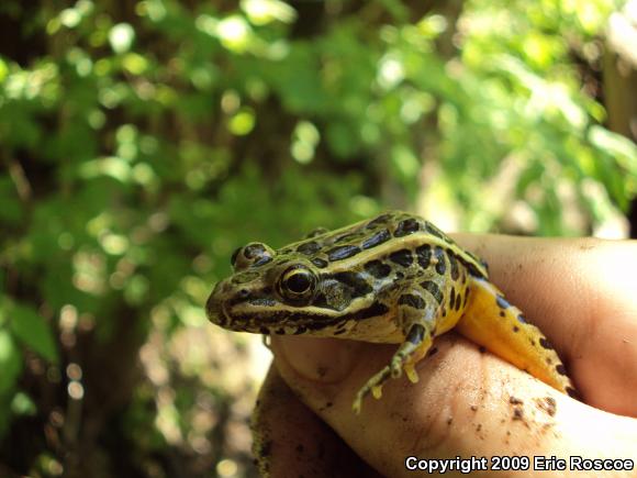 Pickerel Frog (Lithobates palustris)