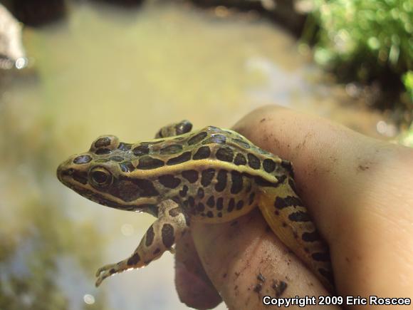 Pickerel Frog (Lithobates palustris)