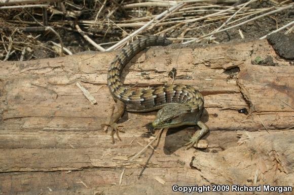 San Diego Alligator Lizard (Elgaria multicarinata webbii)