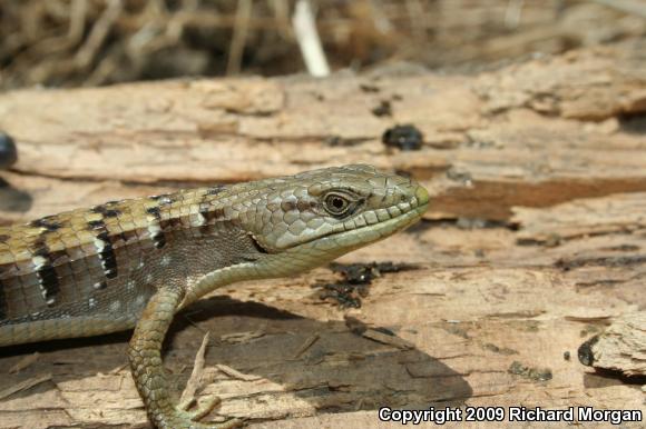 San Diego Alligator Lizard (Elgaria multicarinata webbii)