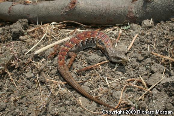 San Diego Alligator Lizard (Elgaria multicarinata webbii)