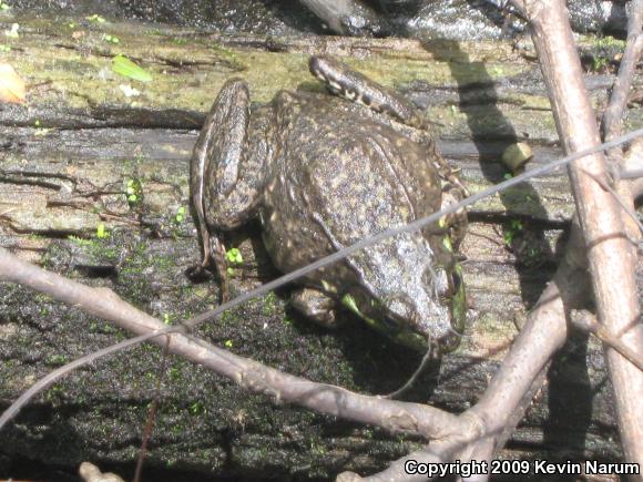 Northern Green Frog (Lithobates clamitans melanota)